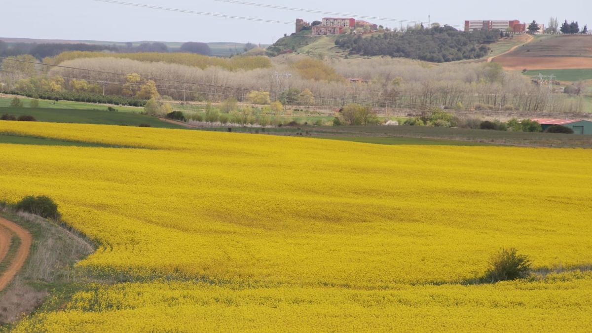 En Valderas hay numerosos campos con escenarios de primavera