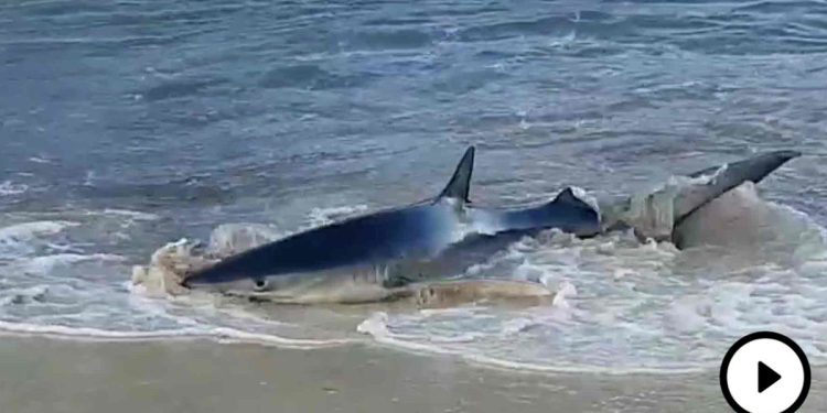 Tiburón en la playa de Mallorca