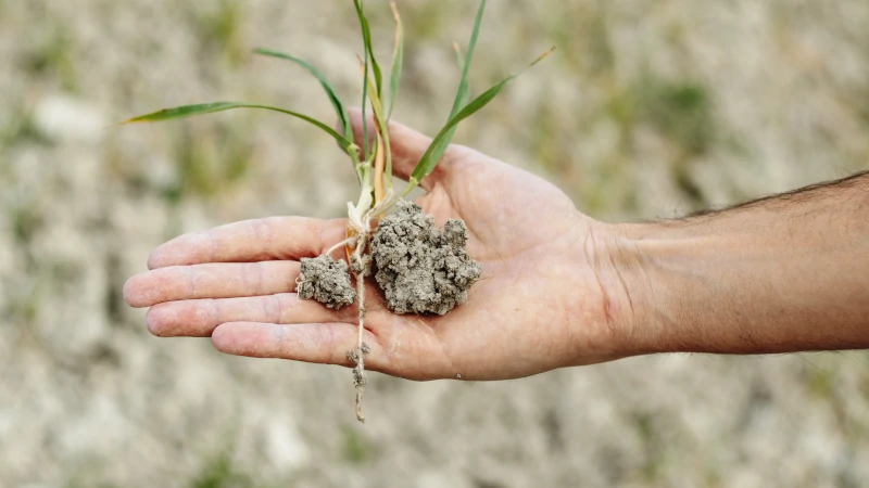 Tierra seca en cultivos de León