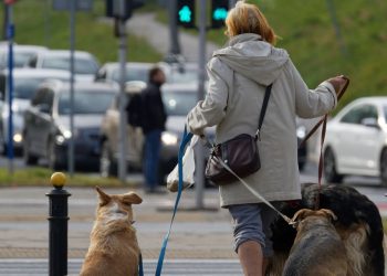 baños públicos para perros