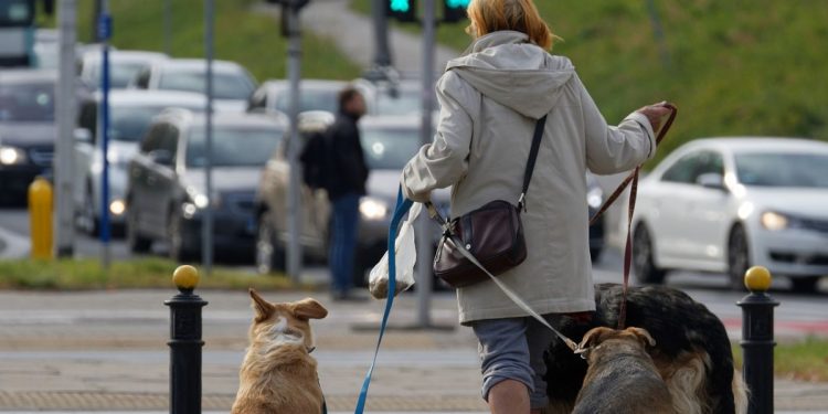 baños públicos para perros