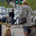 baños públicos para perros