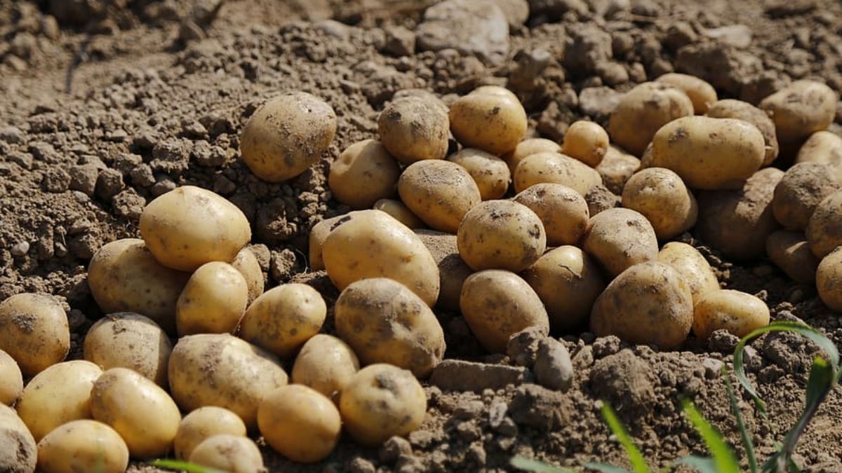 Las mentiras que te cuentan sobre comer patatas con brotes 1