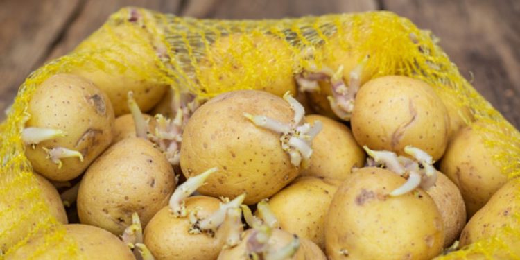 patatas con brotes