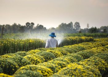 trituradoras agrícolas