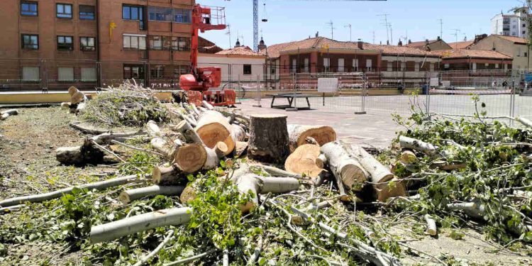 Árboles talados del colegio Anejas de León