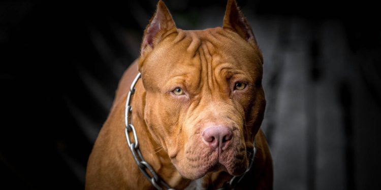 Dos pitbull atacaron a un hombre