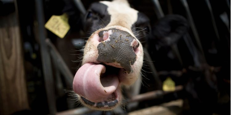 Vacas en Castilla y León