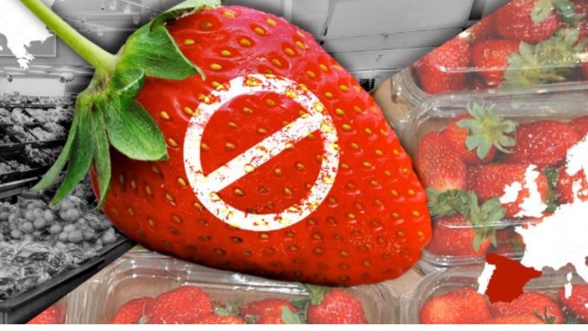 El gran boicot a las fresas españolas 1