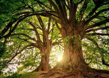 abrazar un árbol