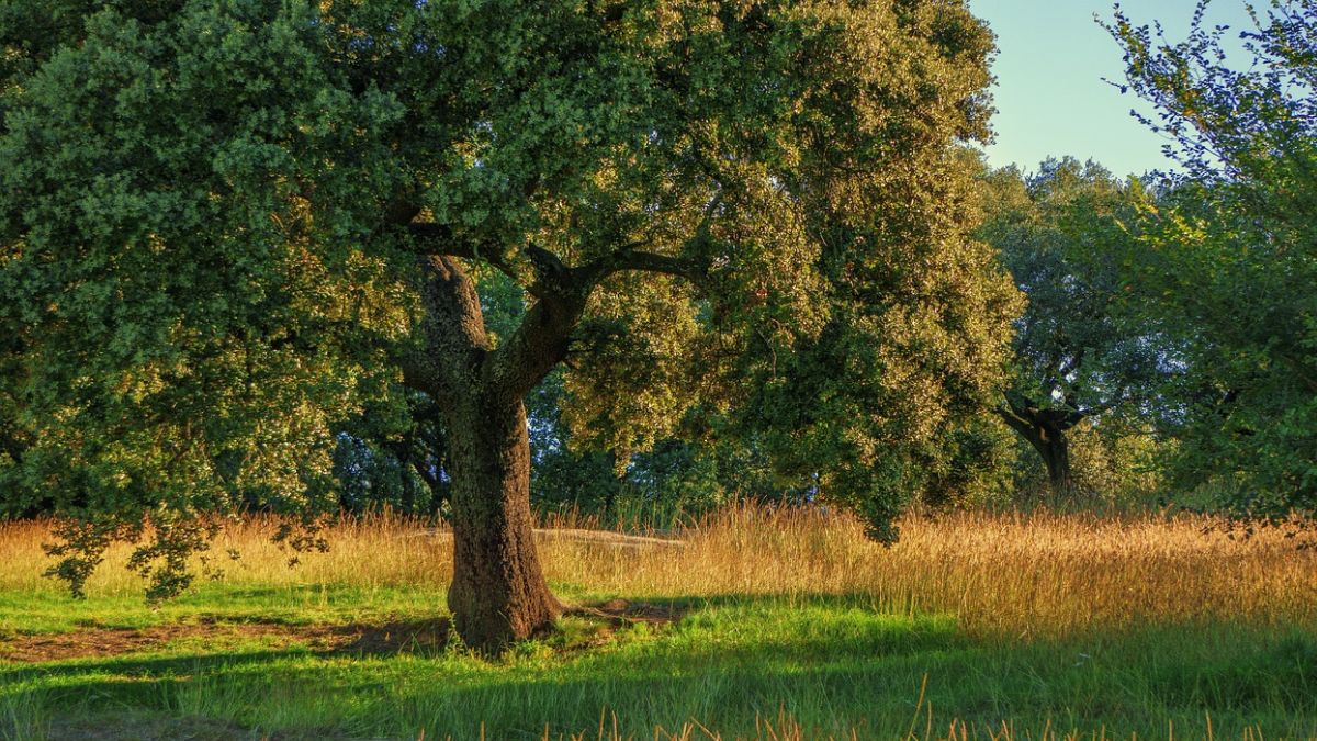 Las mentiras sobre los beneficios de abrazar un árbol 1