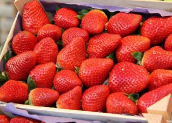 El gran boicot a las fresas españolas