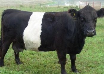 Las vacas oreo llegan a Castilla y León