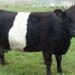 Las vacas oreo llegan a Castilla y León