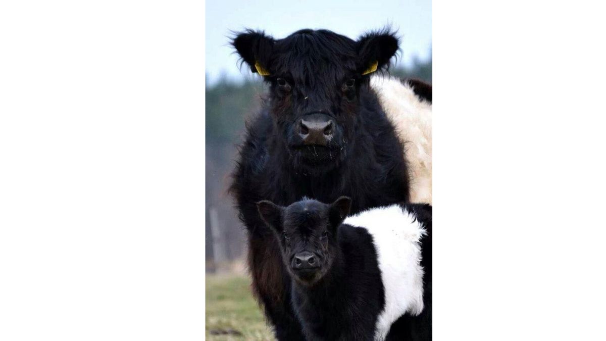 Las vacas oreo llegan a Castilla y León 1