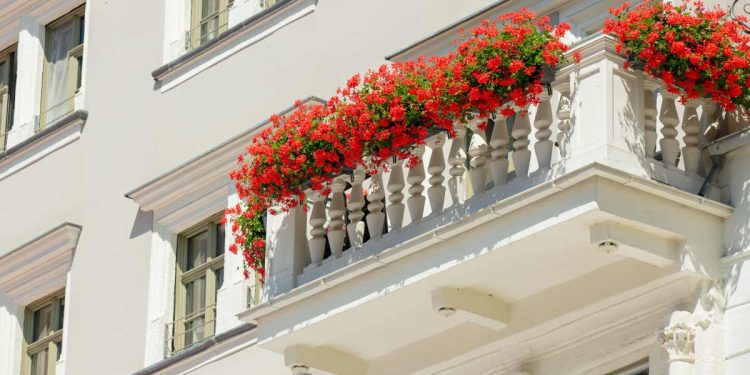 Balcón con flores en León