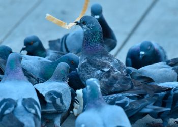 El destierro de las palomas