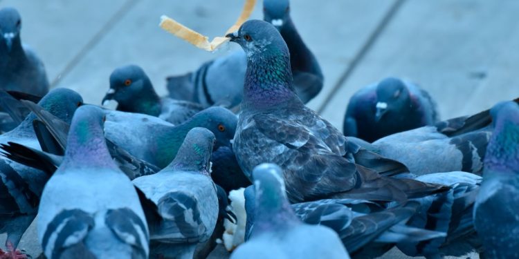 El destierro de las palomas
