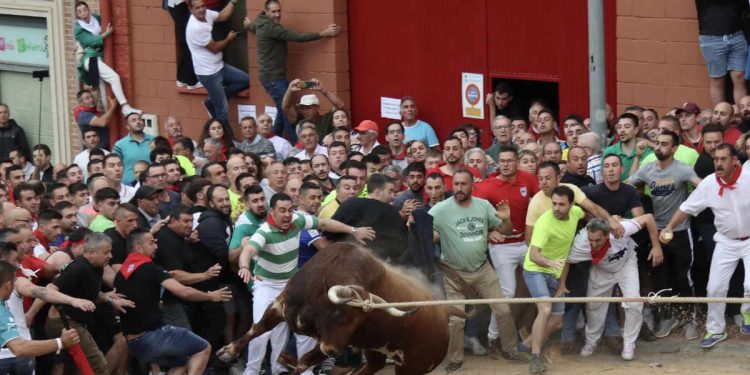 Toro Enmaromado Benavente