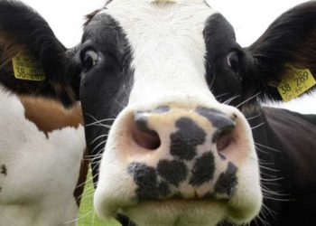Un fin de semana con vacas por un sueldo de 2.000 euros
