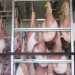 Detenidos por transportar 4 toneladas de carne ilegal