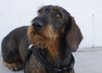 Muere '"Coco", el perro de la Guardia Civil especialista en buscar dinero