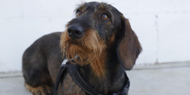 Muere '"Coco", el perro de la Guardia Civil especialista en buscar dinero