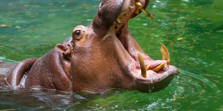 El hipopótamo que ataca a un niño de 12 años