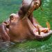El hipopótamo que ataca a un niño de 12 años