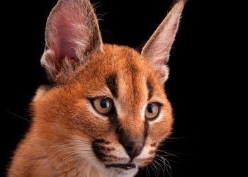 Un gran felino se escapa y está suelto en la ciudad