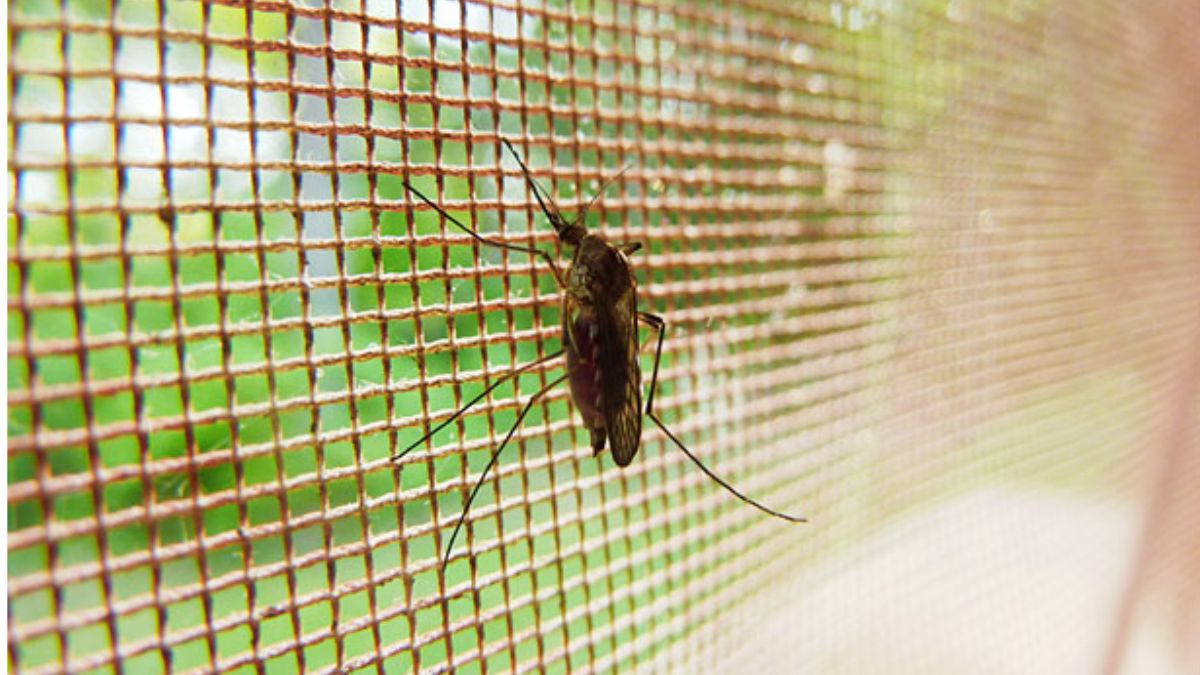 Los 5 mejores remedios anti mosquitos para combatir el verano 1