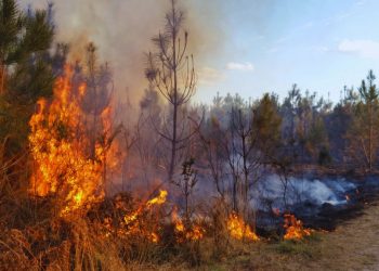 Detienen al presunto autor del incendio forestal intencionado en León 1