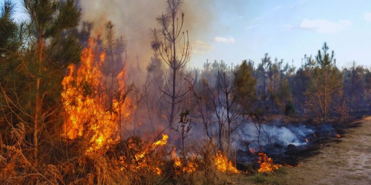 Detienen al presunto autor del incendio forestal intencionado en León 1