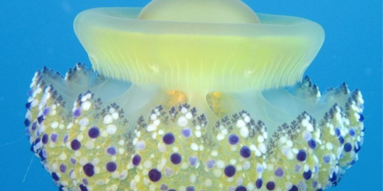 La sorprendente medusa "huevo frito" invade las playas Españolas
