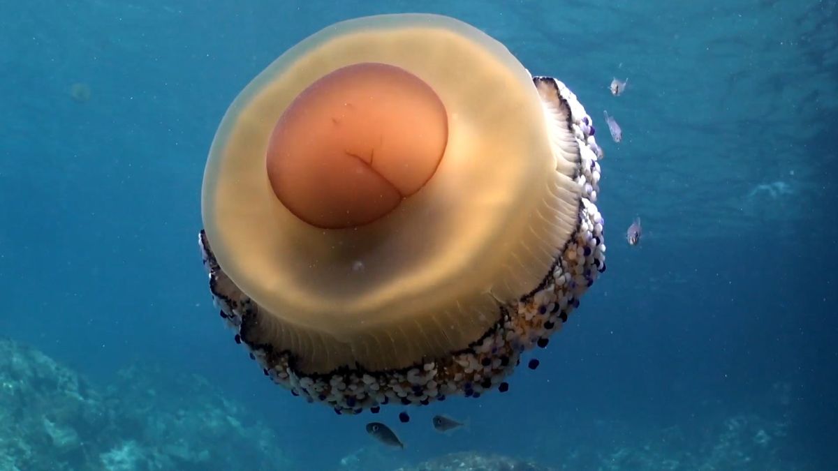 La sorprendente medusa "huevo frito" invade las playas Españolas 1