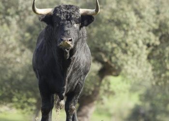 9 Toros siembran en pánico en un desfile de niños