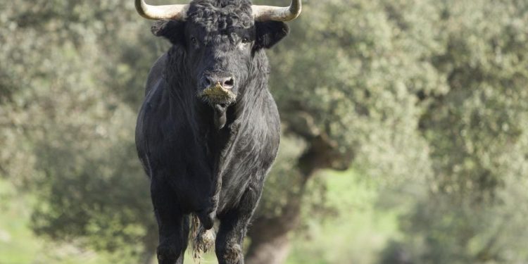 9 Toros siembran en pánico en un desfile de niños