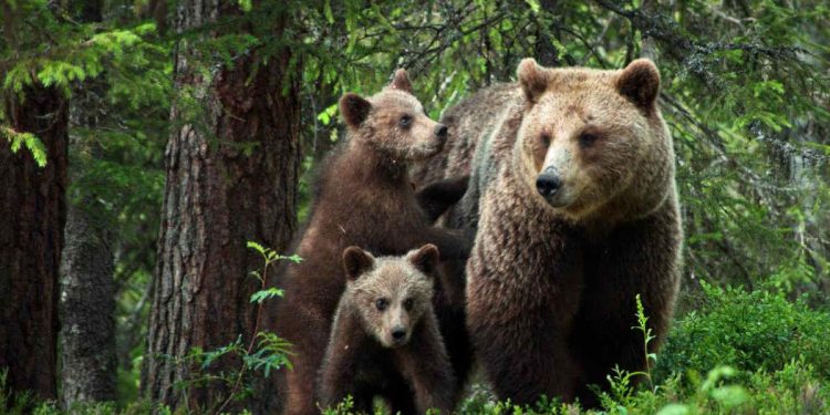 Dispara a un oso pardo