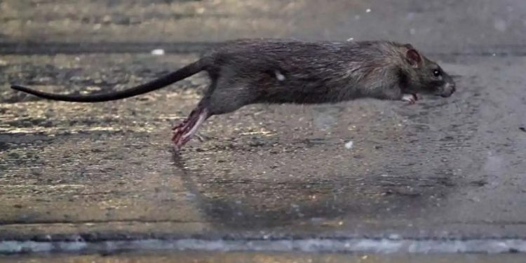 La rata que aterroriza esta popular terraza