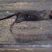 La rata que aterroriza esta popular terraza
