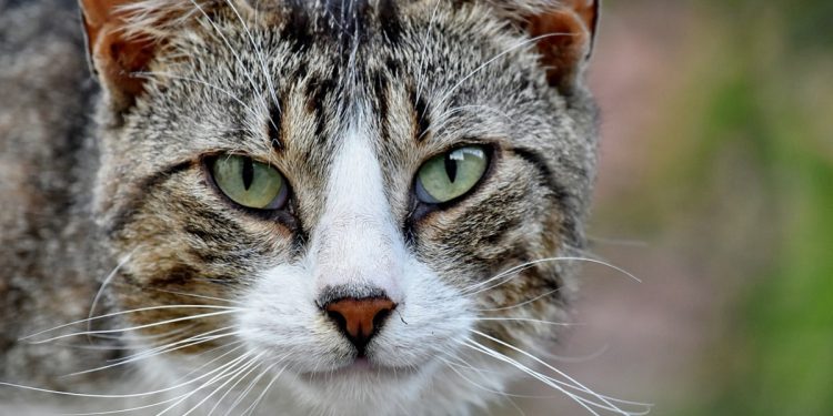 Matar gatos es el hobby de este pueblo