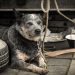 Un perro salta por el balcón huyendo del calor extremo 1