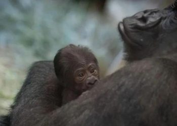 Sorpresa en el zoo por un gorila