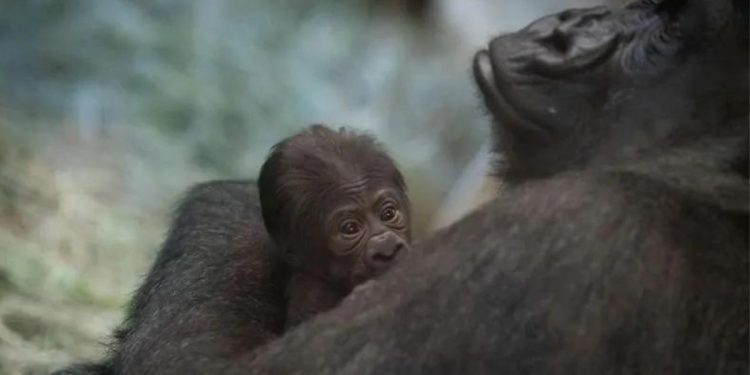 Sorpresa en el zoo por un gorila