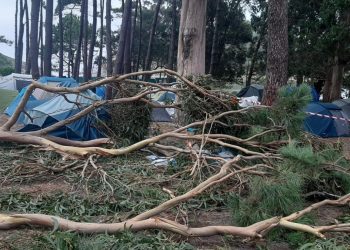 Heridas 4 personas tras caerles una rama de eucalipto encima