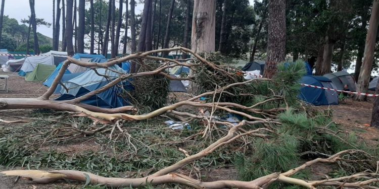 Heridas 4 personas tras caerles una rama de eucalipto encima