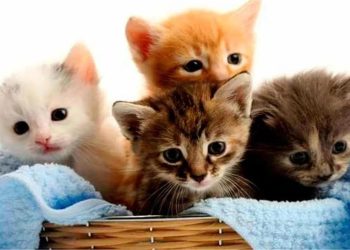 Las 5 conductas más típicas de los gatos