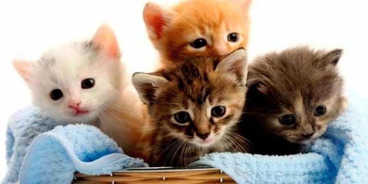 Las 5 conductas más típicas de los gatos