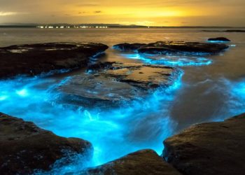 Las playas bioluminiscentes, que se les conoce como el mar de Ardora