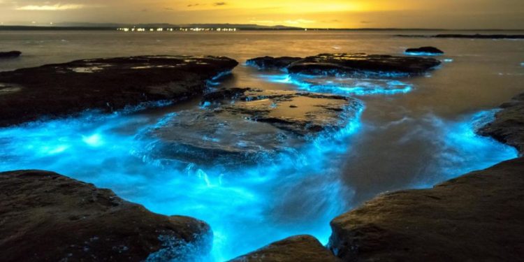 Las playas bioluminiscentes, que se les conoce como el mar de Ardora